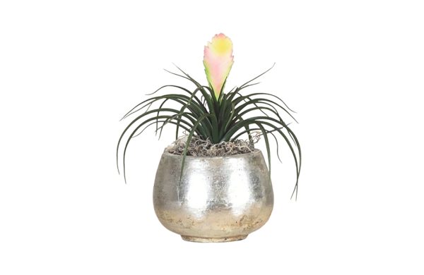 Silver Glossy Planter & Tillandsia Plant No.6