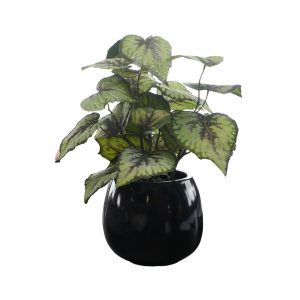 Home Decor Flower Arrangement Nr.48 Black Glossy Pot Begonia Plant Front View
