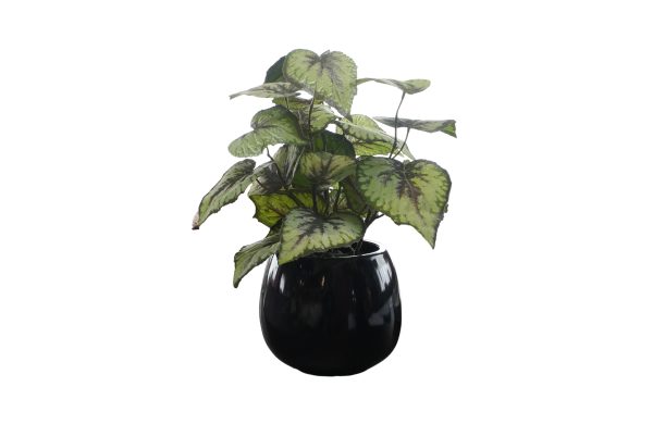 Home Decor Flower Arrangement Nr.48 Black Glossy Pot Begonia Plant Front View