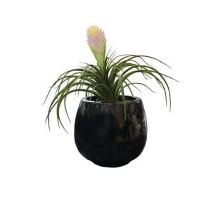 Home Decor Flower Arrangement Black Glossy Planter & Tillandsia Plant No.7 ( 19 ) Front View