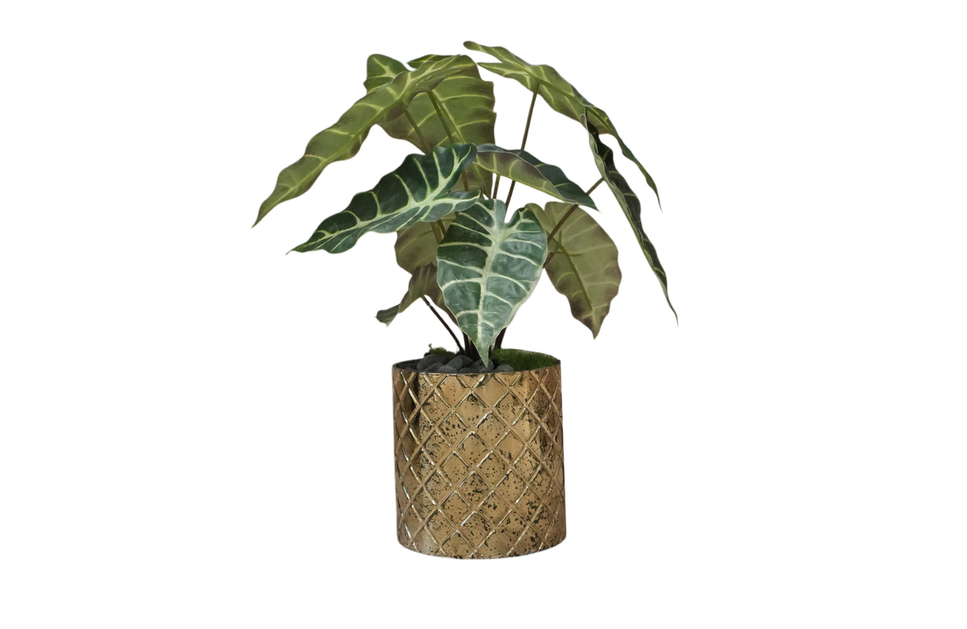 Home Decor Flower Arrangement Gold Glaspot / Alocasia Plant No.38-25 Front View