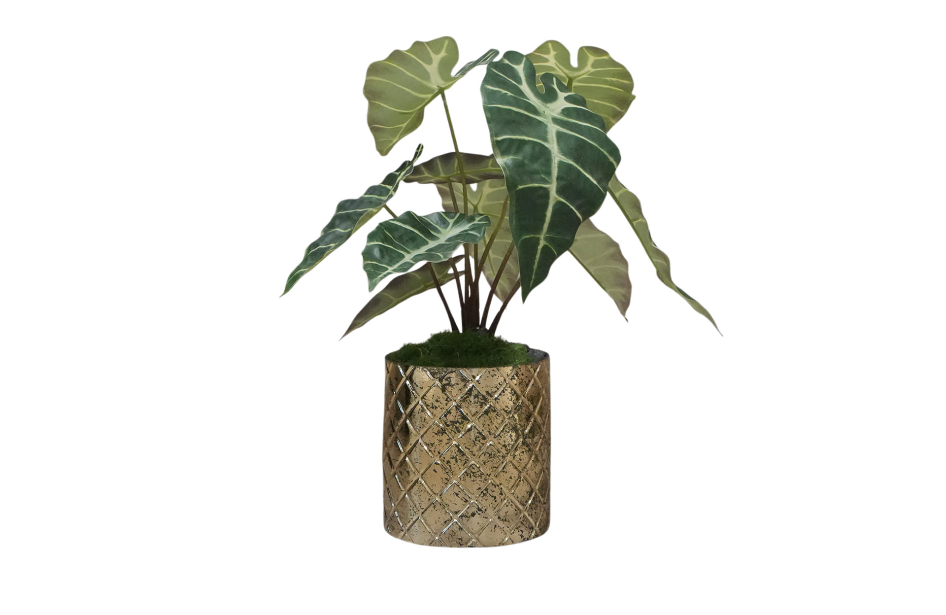 Home Decor Flower Arrangement Gold Glass Pot/Alocasia Plant No.47-25 Front View